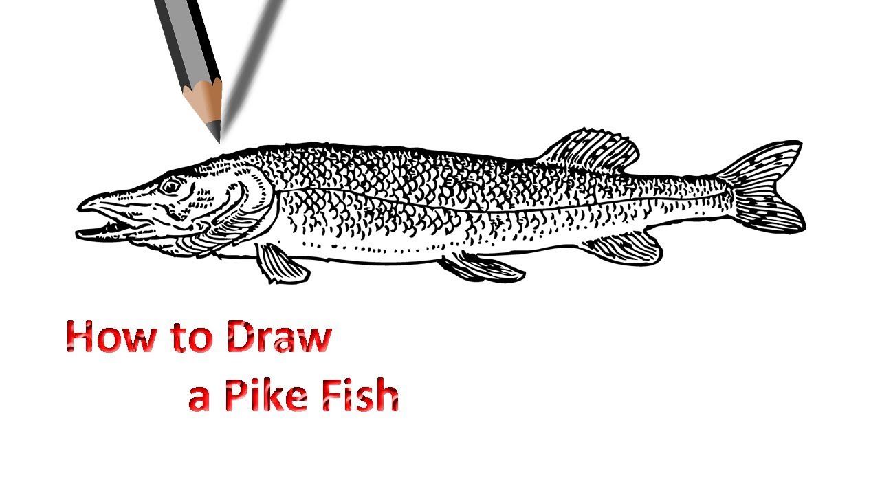1280x720 pike fish drawing drawing fish drawings, drawings, drawing - Pike Fish Drawing