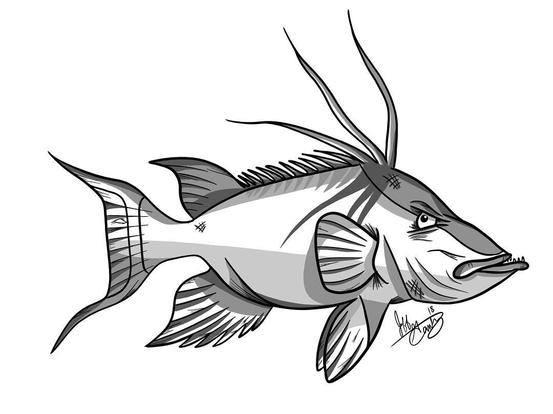 1080x808 pike fish drawing - Pike Fish Drawing
