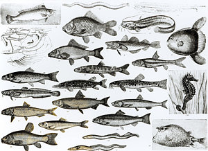 300x218 pike fish drawings fine art america - Pike Fish Drawing