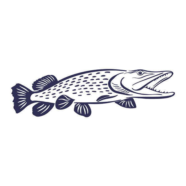 600x600 pike fish illustration art print - Pike Fish Drawing