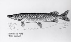 236x139 best pike fish images fishing, pisces, animales - Pike Fish Drawing