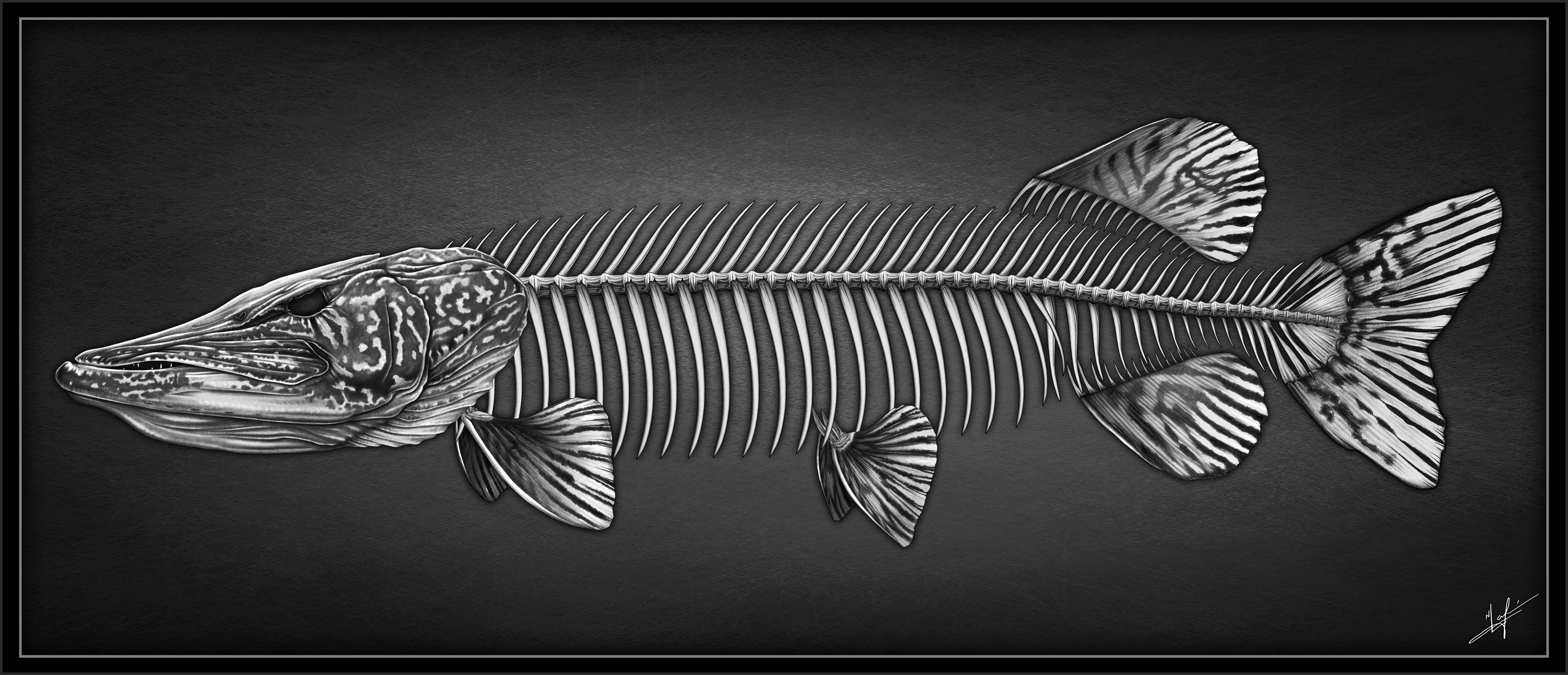 4200x1810 pike skeleton pencil art - Pike Fish Drawing
