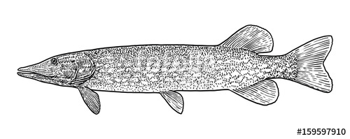 500x199 pike illustration, drawing, engraving, ink, line art, vector - Pike Fish Drawing