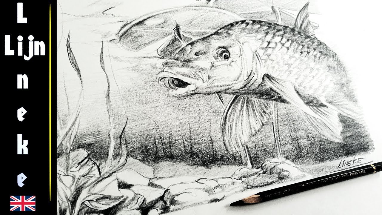 1280x720 easy carp fish for beginners graphite pencil drawing - Pike Fish Drawing