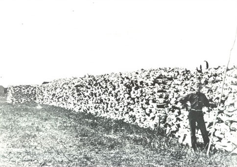 484x342 pile of bones drawing - Pile Of Bones Drawing