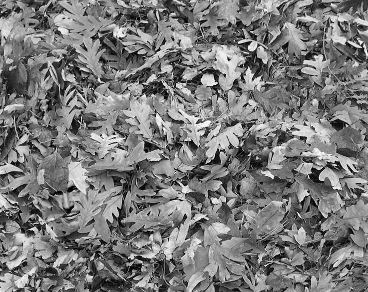 737x585 pictures of pile of leaves black and white - Pile Of Leaves Drawing