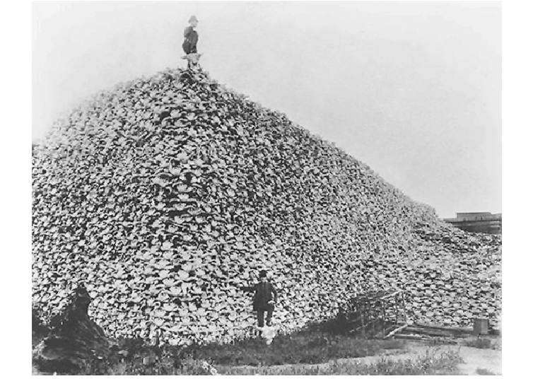 754x546 large pile of bison skulls that will be ground into fertilizer - Pile Of Skulls Drawing