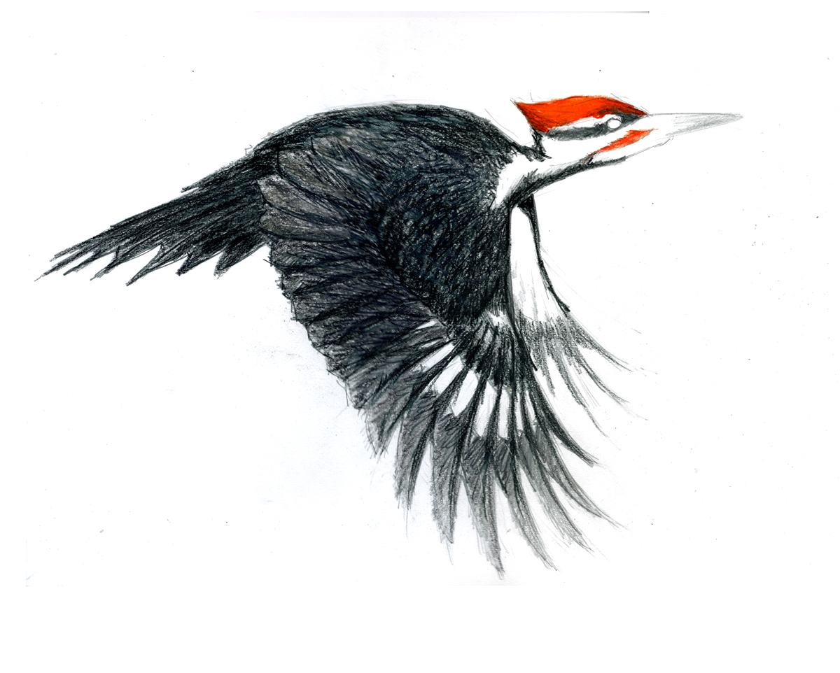 Pileated Woodpecker Drawing at PaintingValley.com | Explore collection