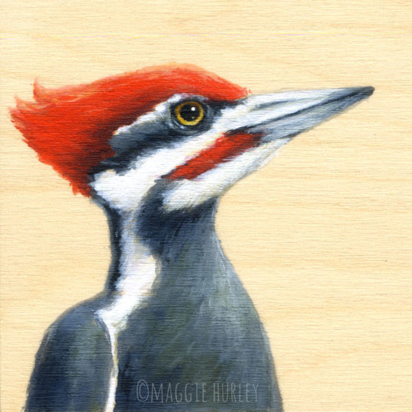 Pileated Woodpecker Drawing at PaintingValley.com | Explore collection