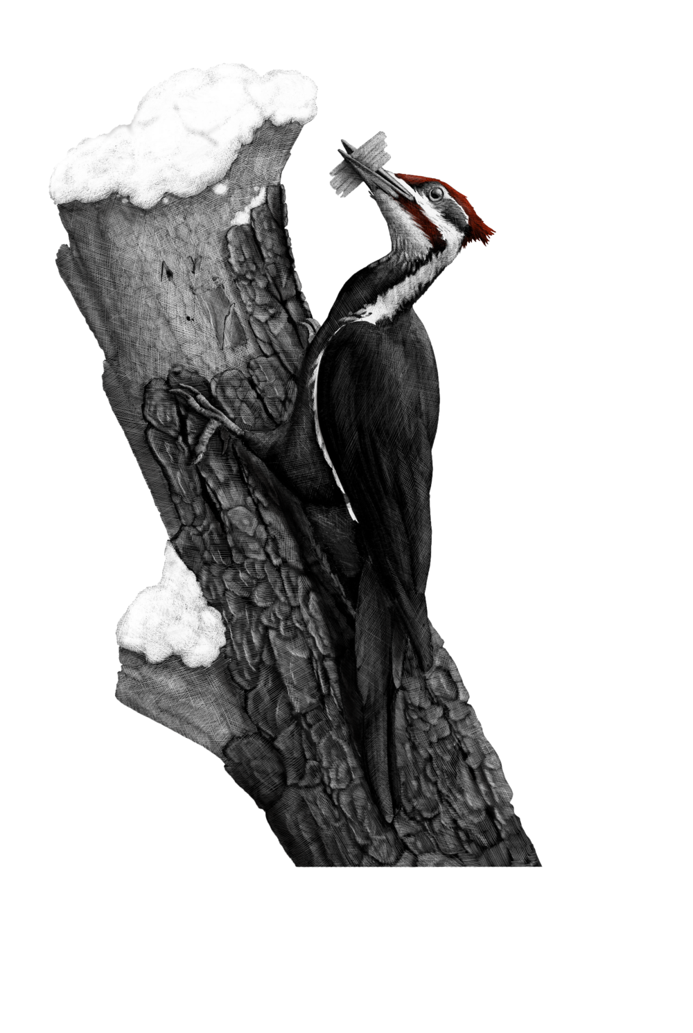 1000x1491 Pileated Woodpecker - Pileated Woodpecker Drawing
