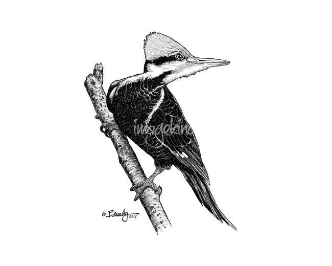 650x520 Pileated Woodpecker - Pileated Woodpecker Drawing