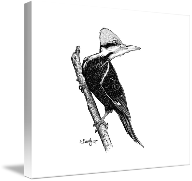 650x613 Pileated Woodpecker - Pileated Woodpecker Drawing