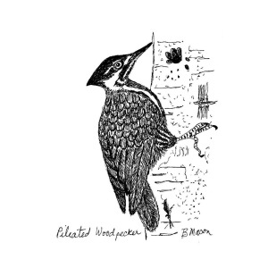 300x300 Pileated Woodpecker Drawing - Pileated Woodpecker Drawing