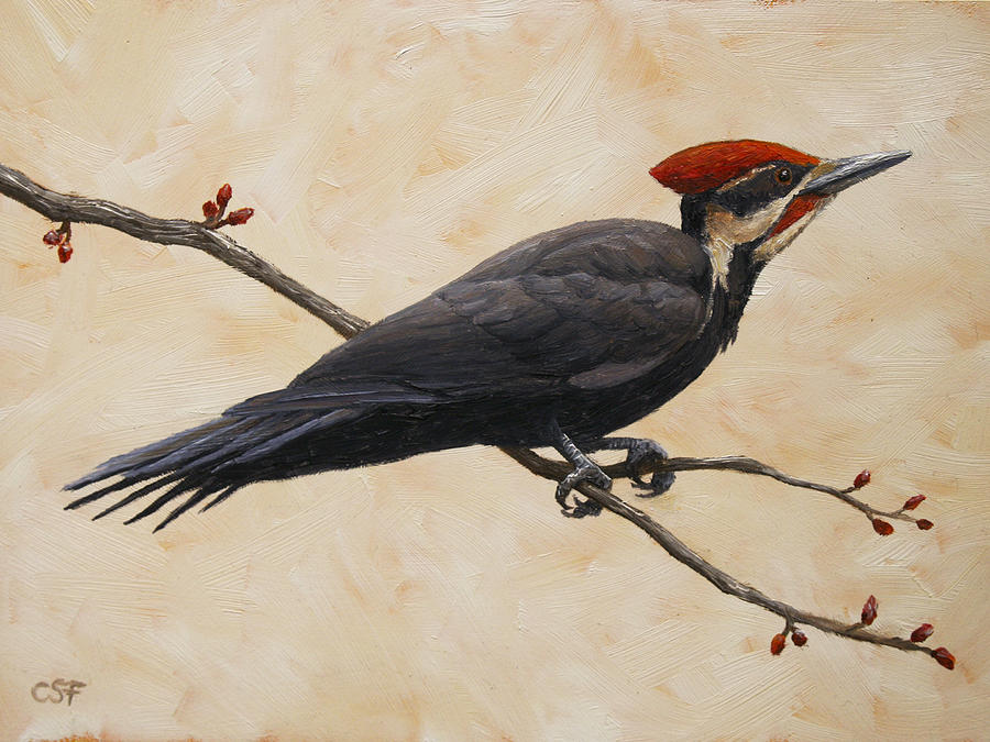 900x675 Pileated Woodpecker Painting - Pileated Woodpecker Drawing