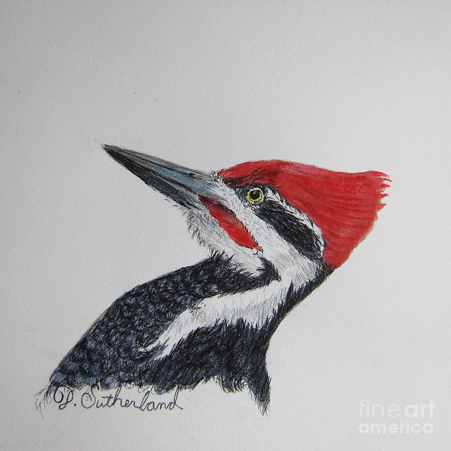 900x900 Pileated Woodpecker Painting - Pileated Woodpecker Drawing