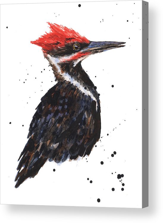 548x750 Pileated Woodpecker Watercolor Acrylic Print - Pileated Woodpecker Drawing
