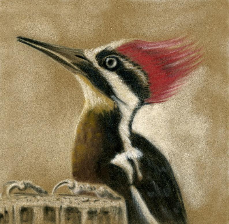 794x778 Pileated Woodpecker A Pastel Drawing From The Artist Wendy Etsy - Pileated Woodpecker Drawing