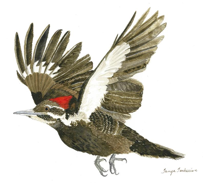 794x717 Pileated Woodpecker In Flight Woodpecker Art Print Etsy - Pileated Woodpecker Drawing