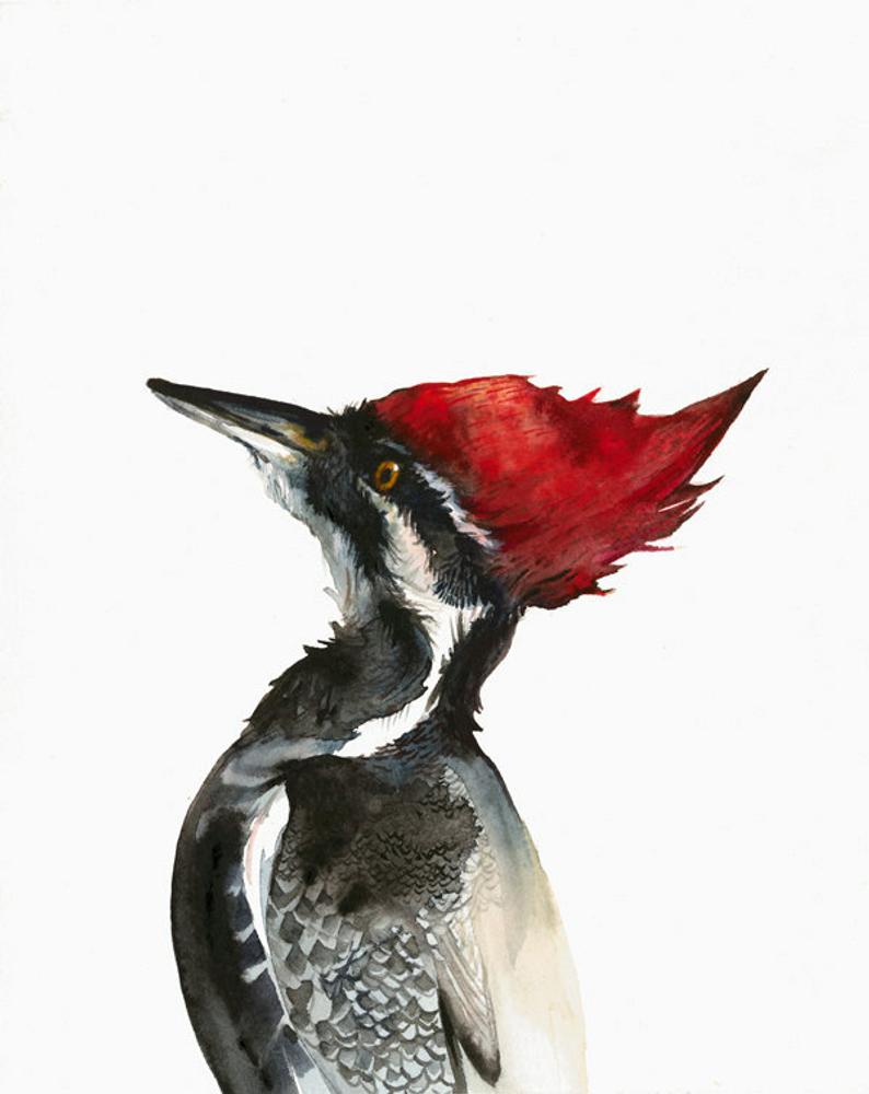 794x1000 Pileated Woodpecker Watercolor Painting Archival Print Etsy - Pileated Woodpecker Drawing
