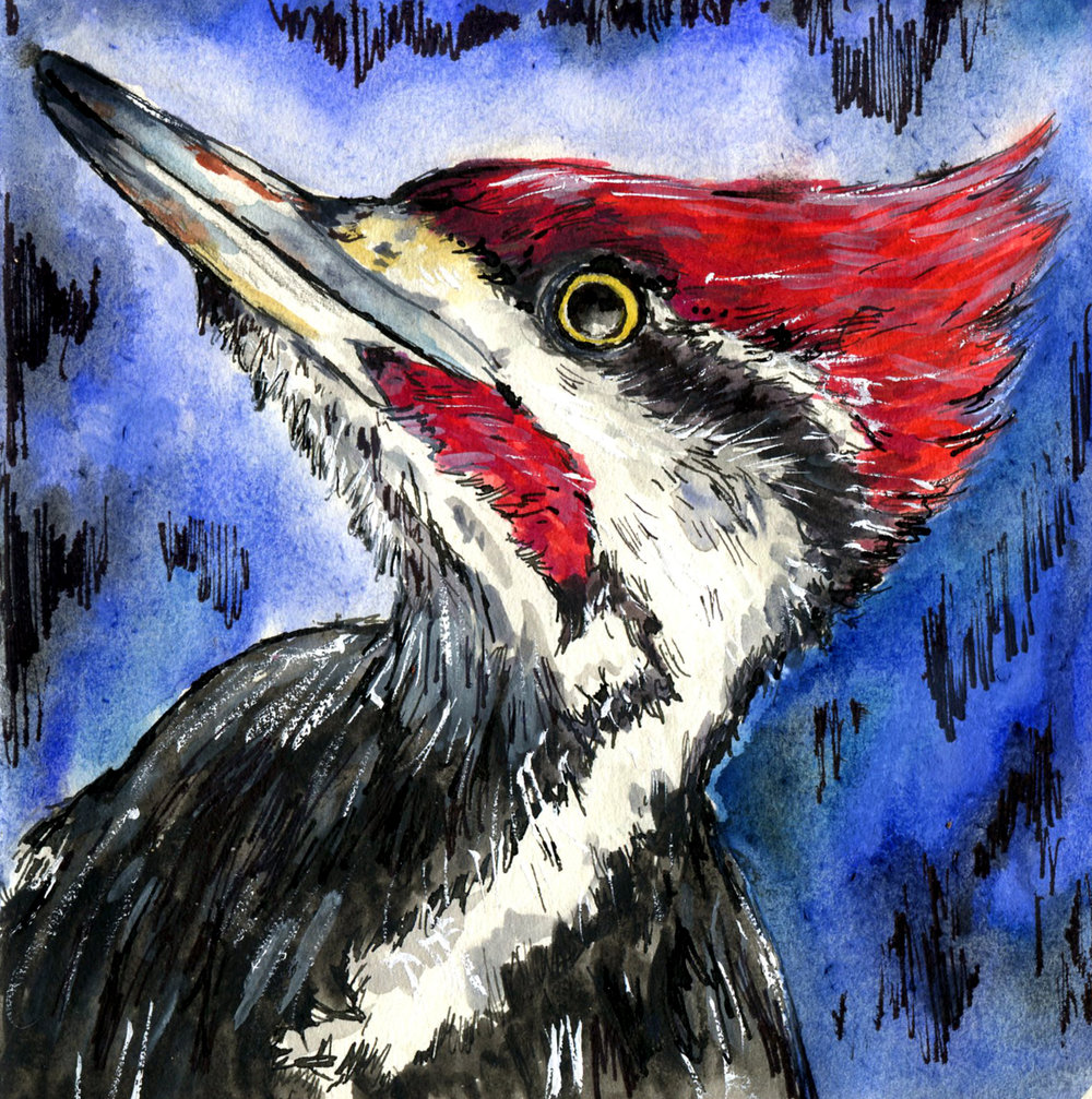 1000x1007 Pileated Woodpecker Drawing Birds - Pileated Woodpecker Drawing