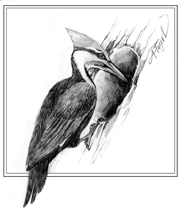 600x686 spring excavations pileated woodpeckers the outside story - Pileated Woodpecker Drawing