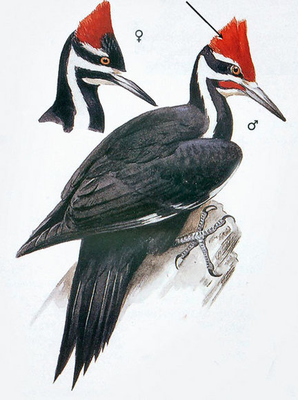 Pileated Woodpecker Drawing at PaintingValley.com | Explore collection