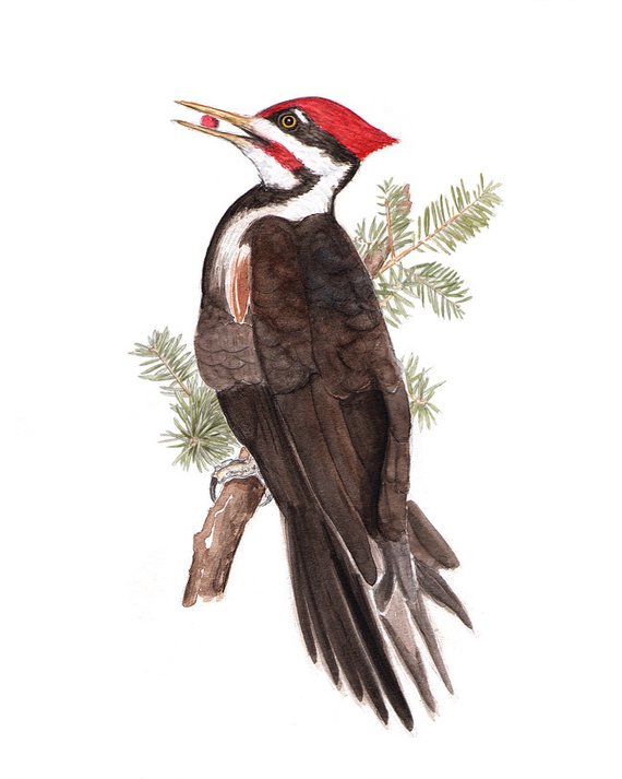 570x713 Watercolor Painting - Pileated Woodpecker Drawing