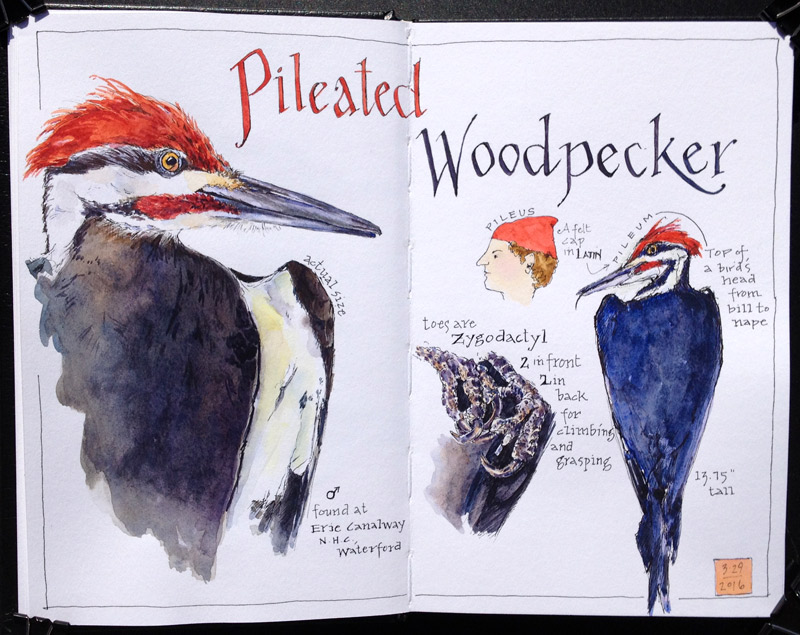 800x635 Pileated Woodpecker Drawn - Pileated Woodpecker Drawing