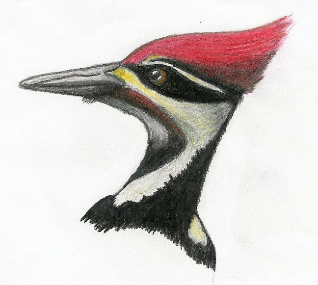 648x581 Pileated Woodpecker Drawing Arthistory In Birds, Art - Pileated Woodpecker Drawing