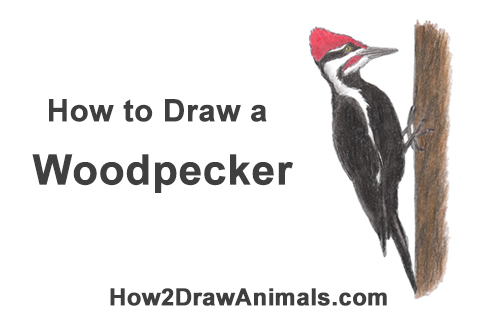 500x315 How To Draw A Woodpecker - Pileated Woodpecker Drawing