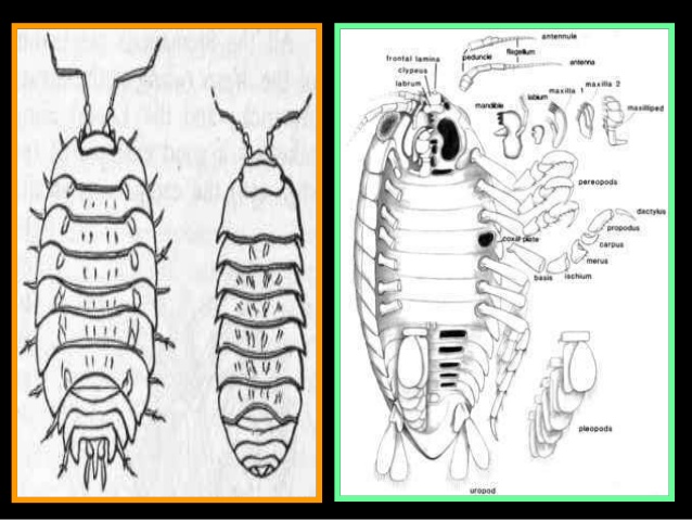 638x479 isopod lab lesson powerpoint, abiotic factors, pill bug, sow bug - Pill Bug Drawing