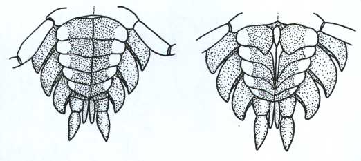 522x234 Pillbugs - Pill Bug Drawing