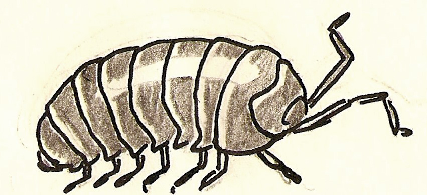 851x389 Satisfactory Comics Animal Alphabet I Is For Isopod - Pill Bug Drawing
