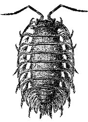 181x250 Sowbugs And Pillbugs - Pill Bug Drawing