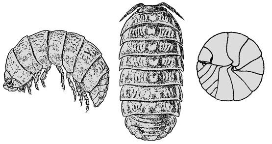 555x293 pillbug drawings and diagram tattoos bug juice, citing sources - Pill Bug Drawing
