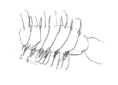 400x289 drew's animals - Pill Bug Drawing