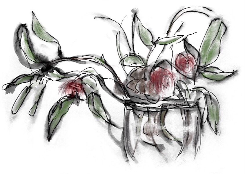 845x600 an inky drawing hakea leaves janette leeds art - Pin Cushion Drawing