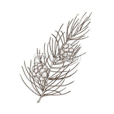 400x400 Hand Drawn Beautiful Botanical Drawing Of Pine Branch With Needle - Pine Branch Drawing