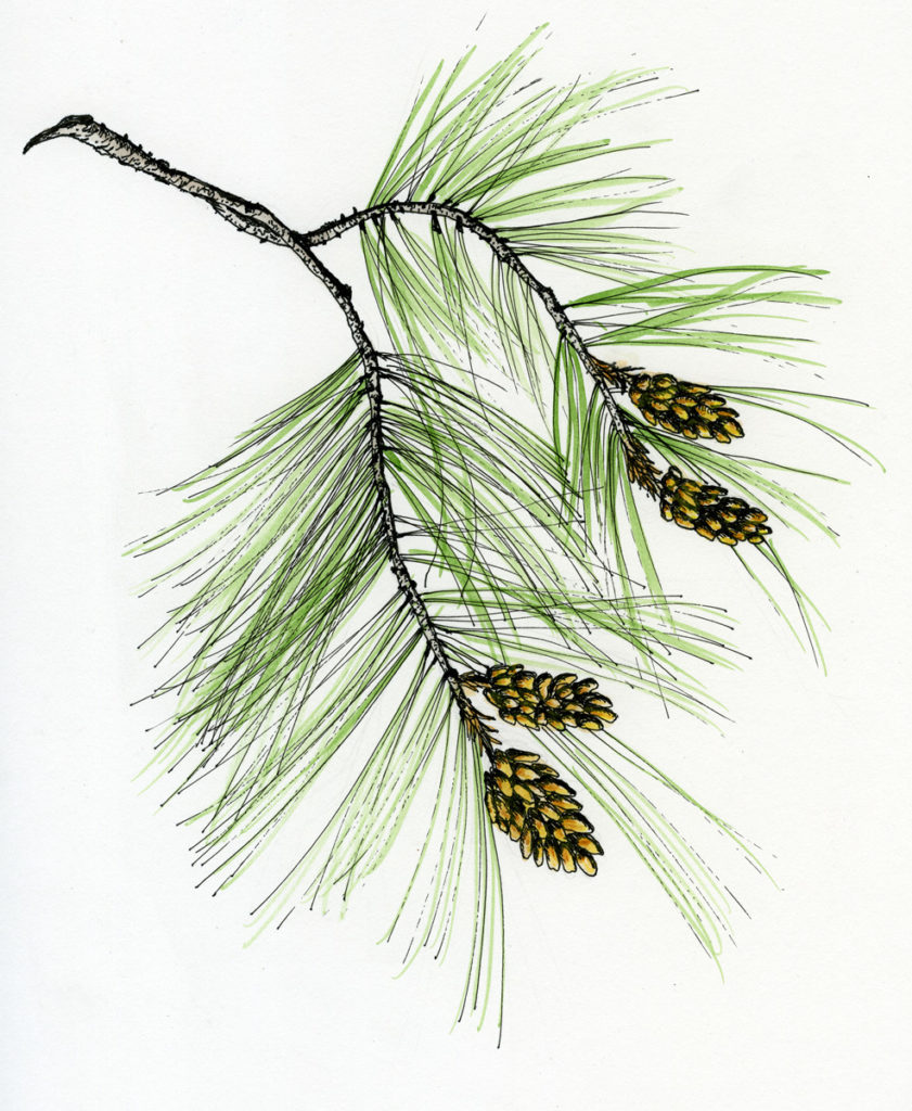 Pine Branch Drawing at Explore collection of Pine