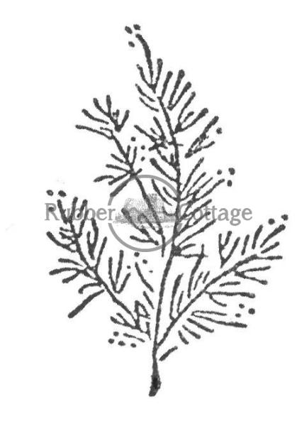 419x600 Pine Branch Rubber Cottage - Pine Branch Drawing