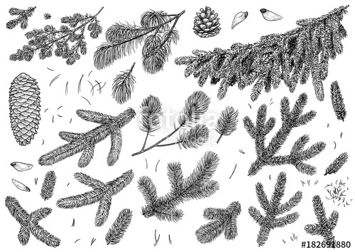 500x354 Pine Branch, Cone Illustration, Drawing, Engraving, Ink, Line Art - Pine Branch Drawing