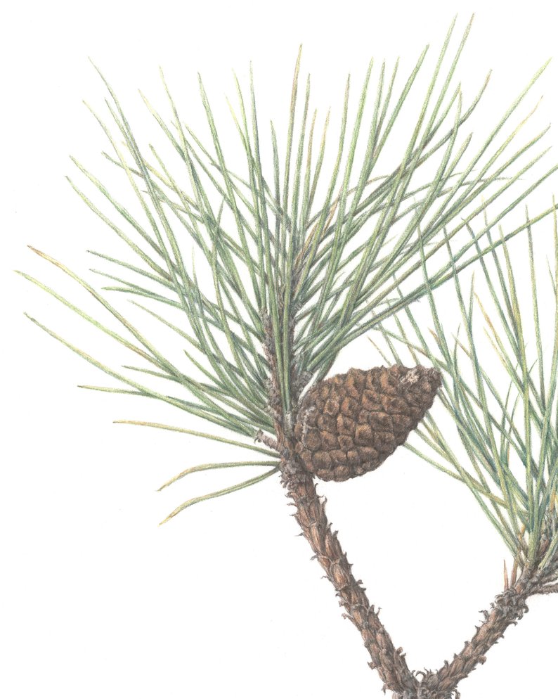 794x994 Red Pine Branch And Cone Cabin Decor X Etsy - Pine Branch Drawing