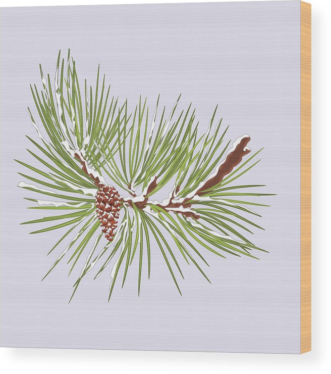 656x740 winter pine branch with snow and pine cone christmas theme vector - Pine Branch Drawing