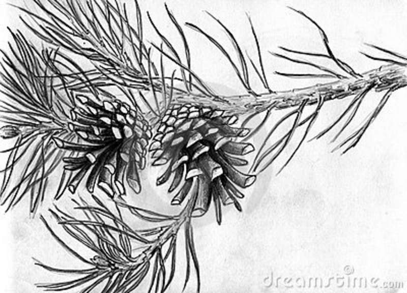 800x576 Pine Cones Drawing - Pine Branch Drawing