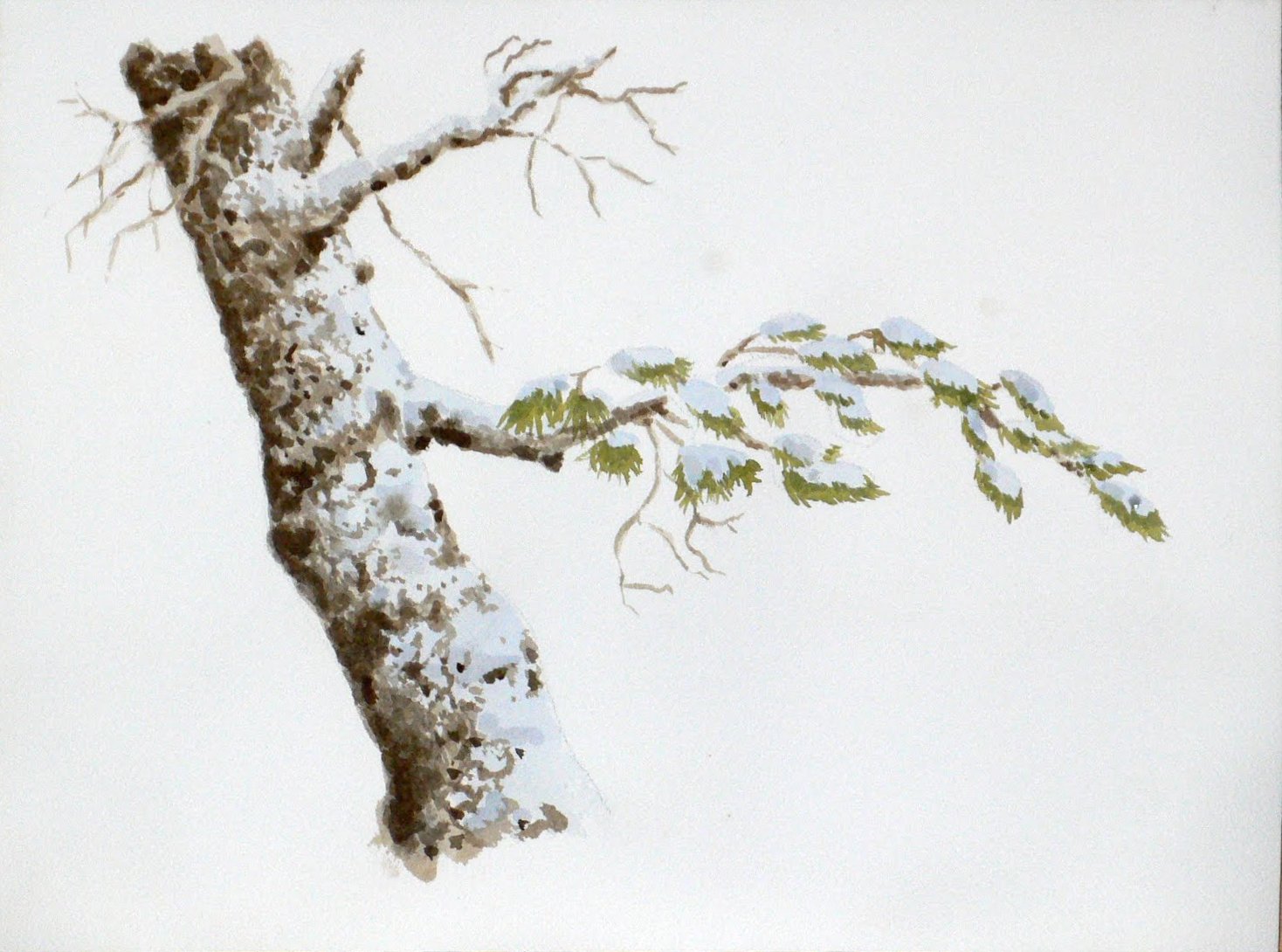 1468x1090 Watercolor Blog Winter Pine Branch, My First Wc In Years - Pine Branch Drawing