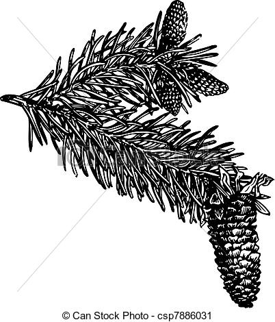 402x470 Branch Of Pine Cones Isolated On White Background - Pine Branch Drawing