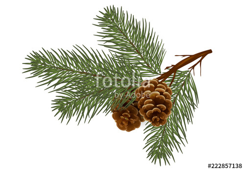 500x350 Cedar Pine Branch With Cones Isolated Without A Shadow - Pine Branch Drawing