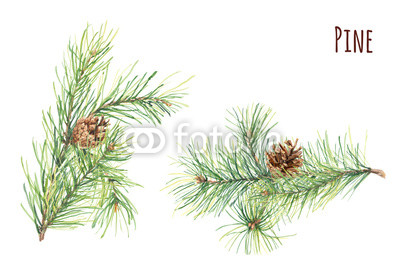 400x279 Collection Of Pine Branches And Cones On White Background, Hand - Pine Branch Drawing