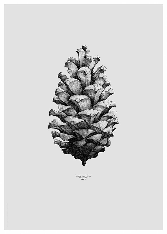 709x989 paper collective, pine cone grey - Pine Cone Drawing
