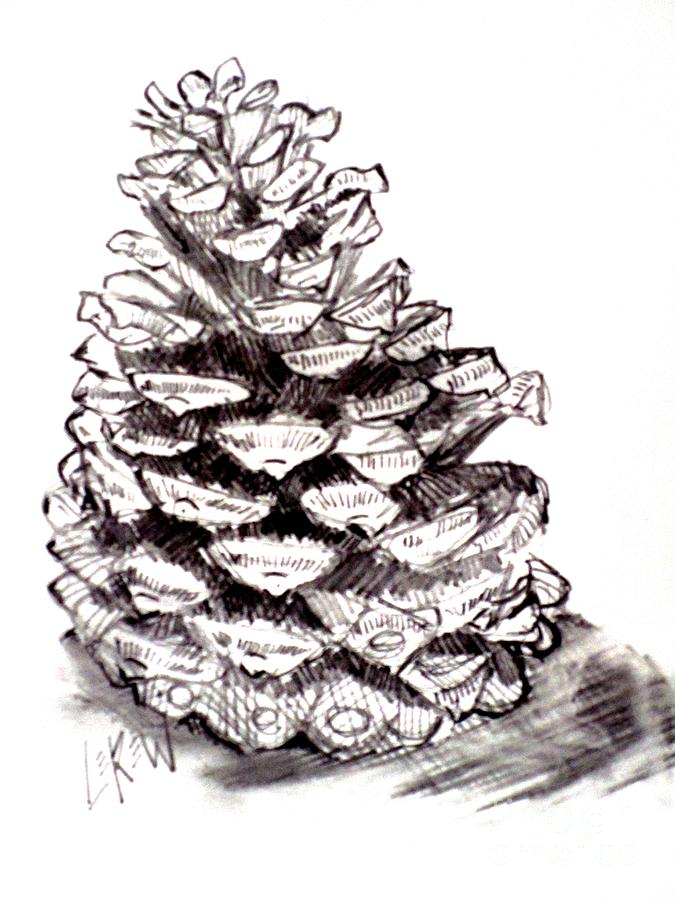 675x900 pencil pine cone drawing - Pine Cone Drawing